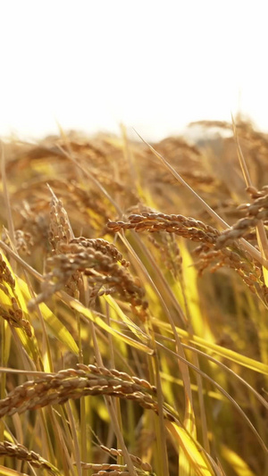 夕阳下田野中的水稻黄金水稻11秒视频
