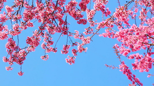 4K实拍春天蓝天粉色樱花花朵视频