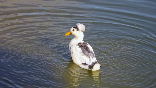 湖里一个美丽的鸭子洗得一干二净视频