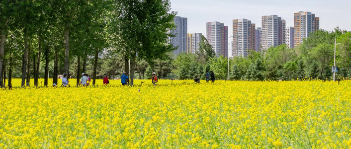 油菜花城市公园游人赏花拍照视频