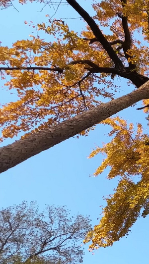 秋天秋色金黄色银杏树蓝色天空素材秋天素材67秒视频