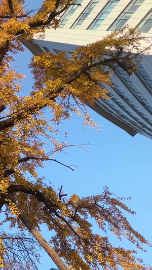 秋天秋色金黄色银杏树蓝色天空素材秋天素材67秒视频