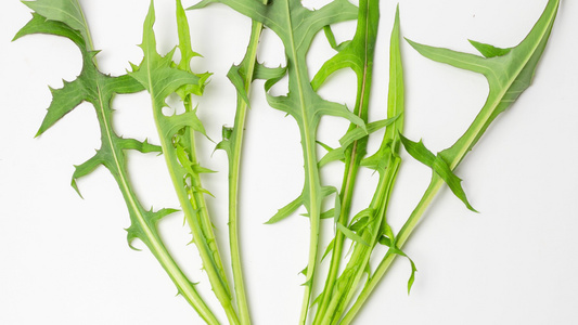 草本植物蒲公英叶子野菜可食用药用4k视频