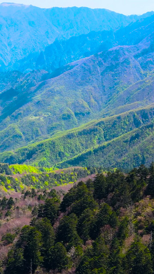 神农架5A风景区五彩斑斓的森林航拍合集世界遗产69秒视频