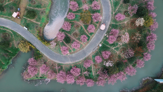 花开海上垂丝海棠花视频