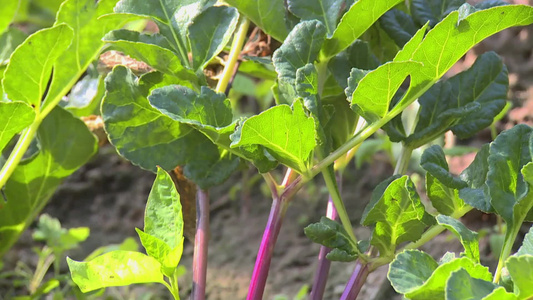 菜苗豌豆藤大棚种植蔬菜人参苗视频