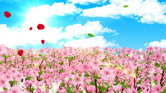 4K浪漫的樱花背景素材视频