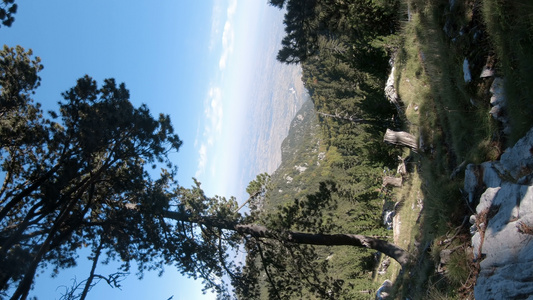 从Olympus山上的巨松树上垂直方向的泛光观视频