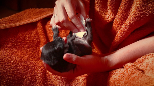 刺激早产小狗的肠道运动视频