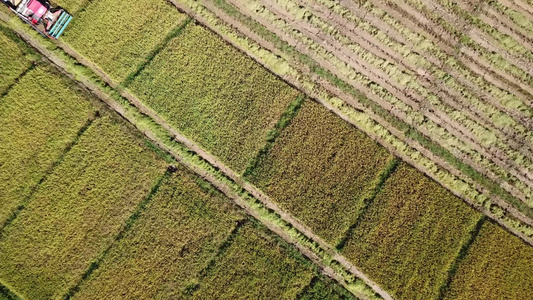 在农田空中瞄准镜头上工作的综合收割器视频