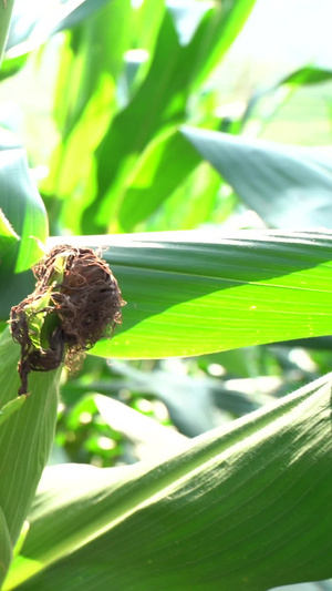 农村无害玉米大片农作物121秒视频