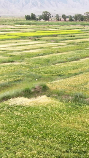 麦田航拍视频农作物80秒视频