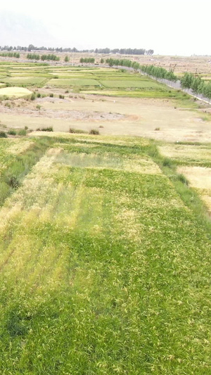 麦田航拍视频农作物80秒视频