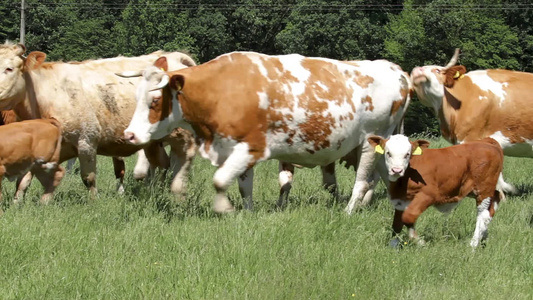 典型的宿畜品种在夏夏绿田时牛群聚集视频