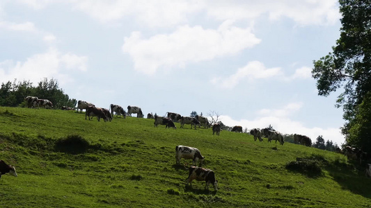 牧牛群在山上的草原上放牧视频