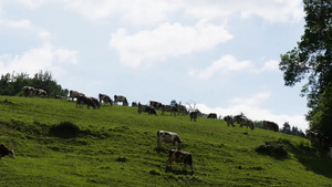 牧牛群在山上的草原上放牧21秒视频