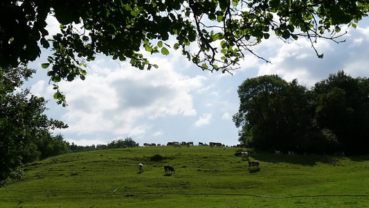 牧牛群在山上的草原上放牧视频