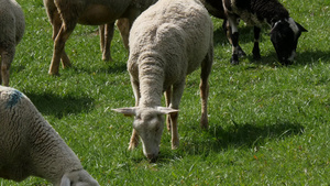 牧羊群在草原上放牧法国比利牛群14秒视频