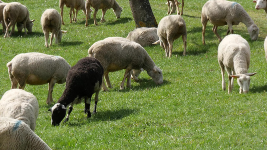 牧羊群在草原上放牧法国比利牛群视频