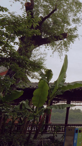 玄武湖实拍素材紫金山视频