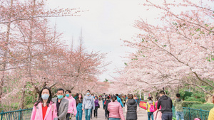 春天游客看樱花12秒视频