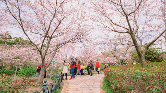 节假日看樱花游客视频