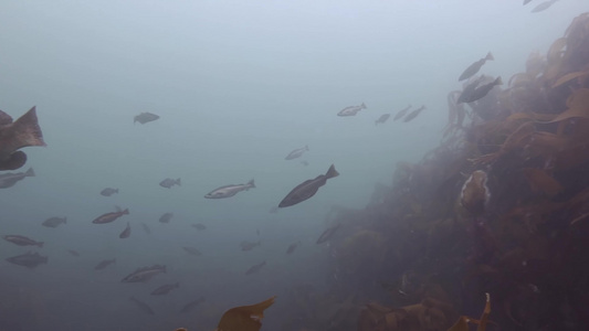 大西洋潜水水下拍摄鱼群海藻视频