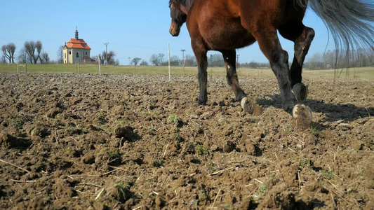 马在尘土飞扬的田野上快速奔跑粘土和尘土飞扬的飞蹄一群视频