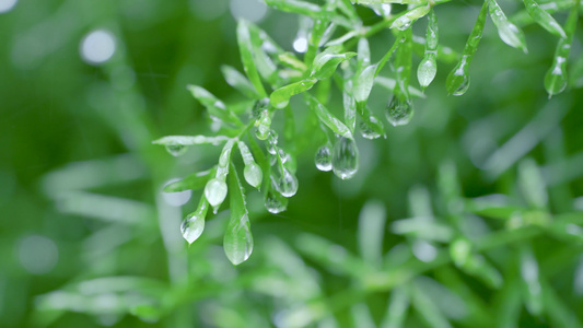 4k春雨植物上的雨滴露珠空镜视频