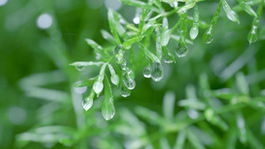 4k春雨植物上的雨滴露珠空镜28秒视频