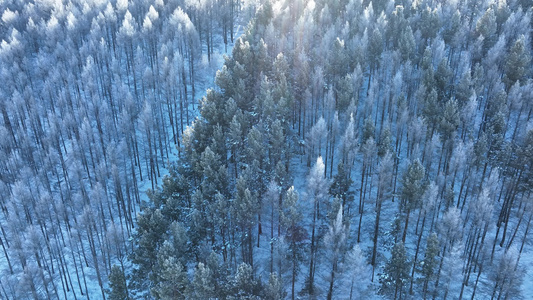 航拍大兴安岭初冬雪后雾凇美景视频