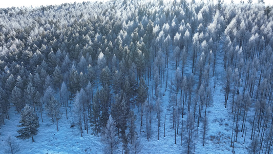 航拍大兴安岭初冬雪后雾凇美景视频