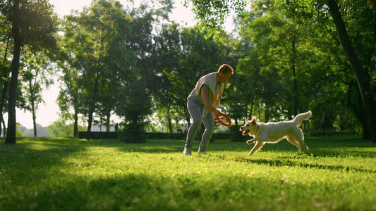 有魅力的男人在公园里戏弄金毛猎犬视频