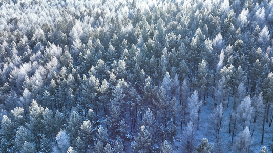 航拍大兴安岭初冬雪后雾凇美景视频