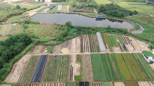 4K航拍农村农业种植稻田视频
