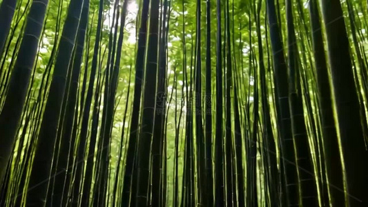 阳光穿过竹林自然风光视频