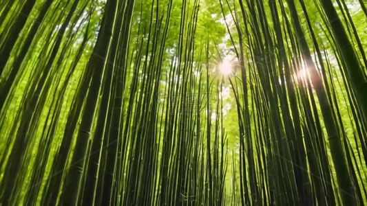 竹林自然风光视频