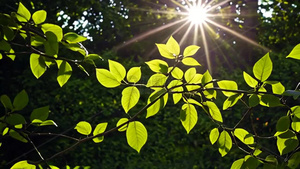 阳光穿过树叶春天自然风光空镜4秒视频
