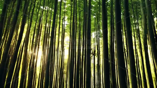 竹林风光视频