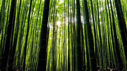阳光穿过竹林自然风光视频