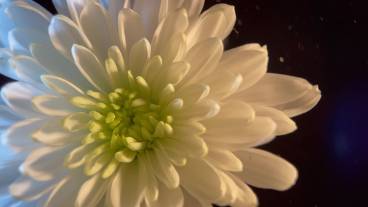 清明节祭祀白菊花 视频