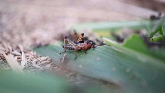 蚂蚱吃玉米叶视频