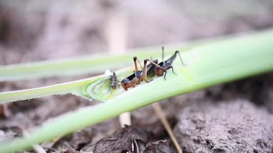蚂蚱吃玉米叶视频