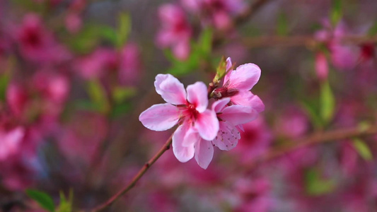 唯美桃花朵朵视频