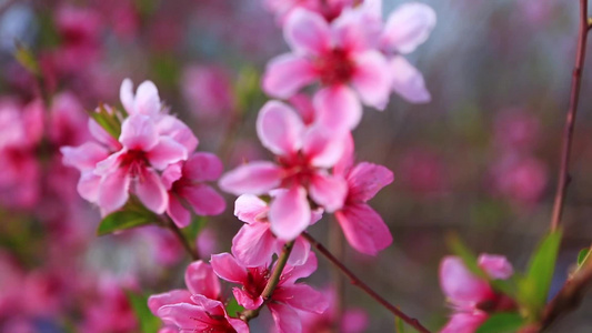 唯美桃花朵朵视频