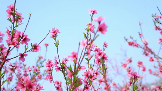 唯美桃花朵朵视频