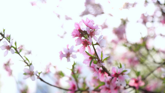 唯美桃花朵朵视频