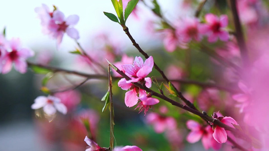 唯美桃花朵朵视频