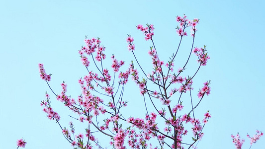 唯美桃花朵朵视频