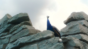 岩石上的巨石孔雀25秒视频